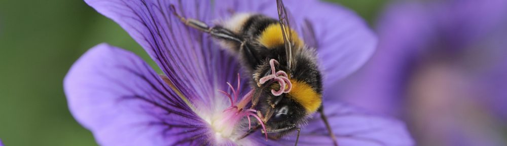 Scottish pollinators